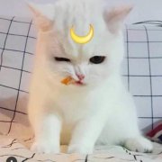 高清可爱猫咪qq头像图片大全