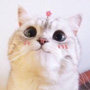 高清可爱的猫咪微信头像图片大全