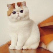 可爱的胖猫qq头像图片大全