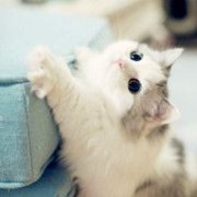 猫咪qq头像大全可爱图片