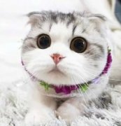 微信可爱猫咪头像高清图片
