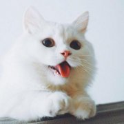 高清猫头像可爱微信头像图片