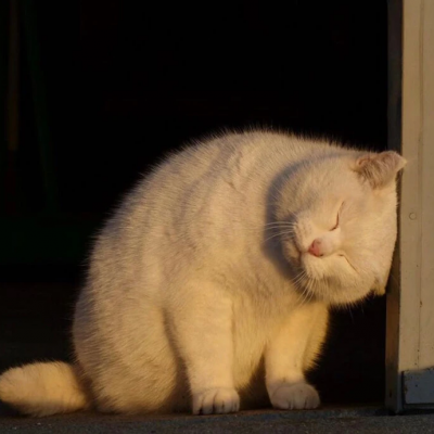 可爱软萌的小猫咪图片头