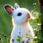 可爱兔子头像图片大全