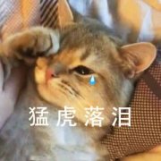 猫咪流泪头像图片,猛虎