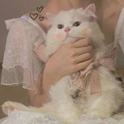 头像可爱的猫咪女生图片