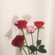 小清新风景头像唯美静物