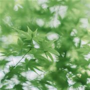 清新绿色树叶头像图片