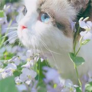 清新治愈系静物风景头像