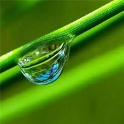 清新绿色好看的头像图片
