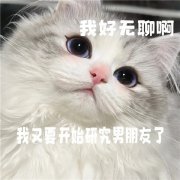 有点无聊猫咪表情包头像图片