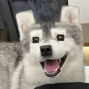 宠物情侣头像高清108张