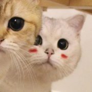 可爱动物情头cp感十足图片