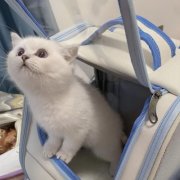 盘点那些超可爱的猫咪头像90张