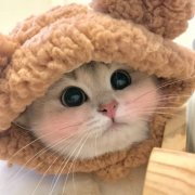 微信猫咪图片头像54张