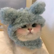全网最火猫咪头像50张