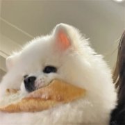 萌萌哒小动物头像60张