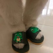 狗狗的脚穿鞋搞怪头像图片