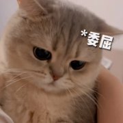头像表情包图片可爱的高清