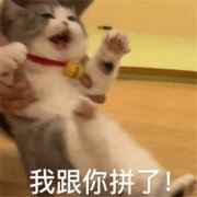 2025网络热梗表情包