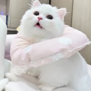 萌宠头像治愈图片大全69张