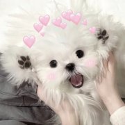 可爱到爆炸的萌宠头像图片48张