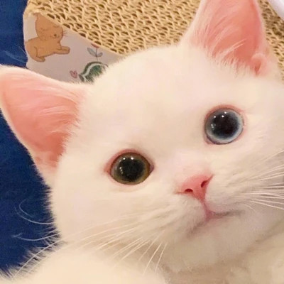 头像猫图片大全可爱